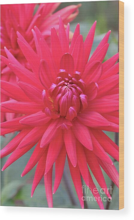 Dahlia Wood Print featuring the photograph Red Dahlia Delight by Carol Groenen