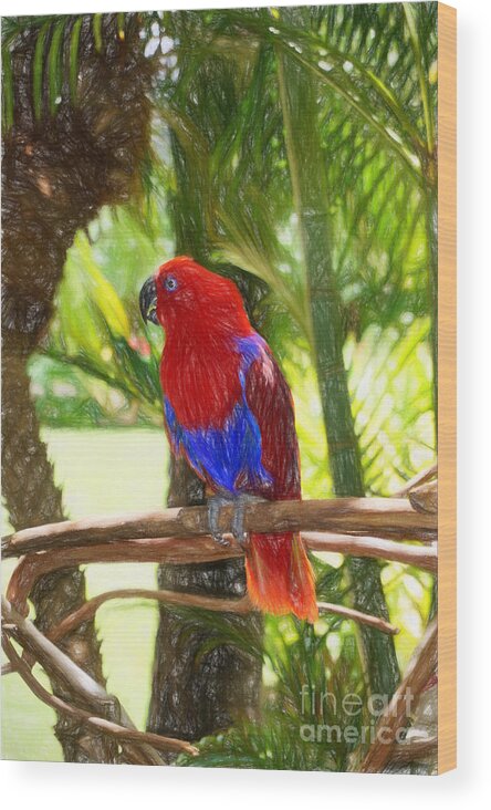 Hawaii Wood Print featuring the photograph Red Eclectus Parrot by Sue Melvin