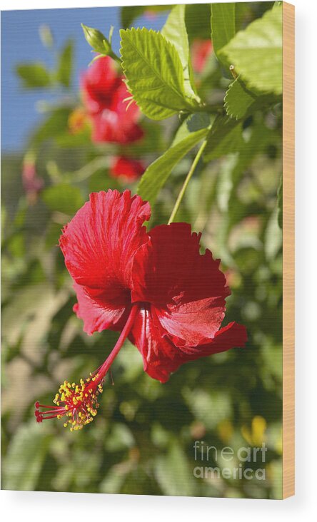 Above Wood Print featuring the photograph Red Hibiscus by Kyle Rothenborg - Printscapes