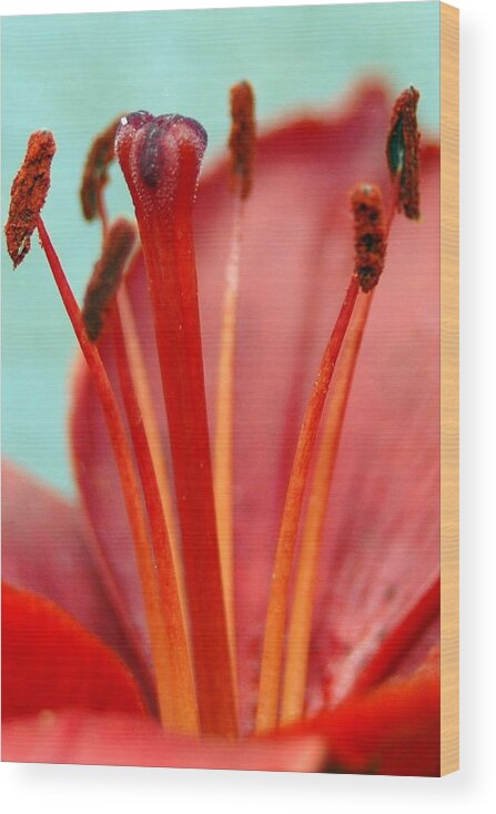 Flower Wood Print featuring the photograph Red Lily Reach by Amy Fose
