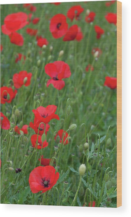 Poppy Wood Print featuring the photograph Red poppie anemone field by Michalakis Ppalis