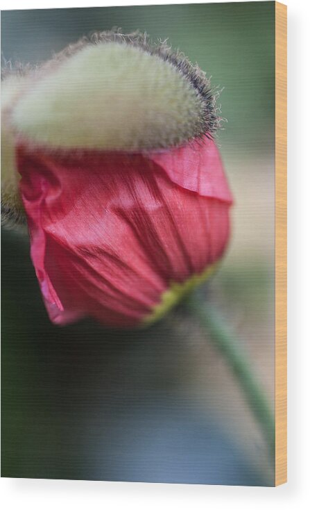 Flowers & Plants Wood Print featuring the photograph Red poppy sneaking out by Jeff Folger