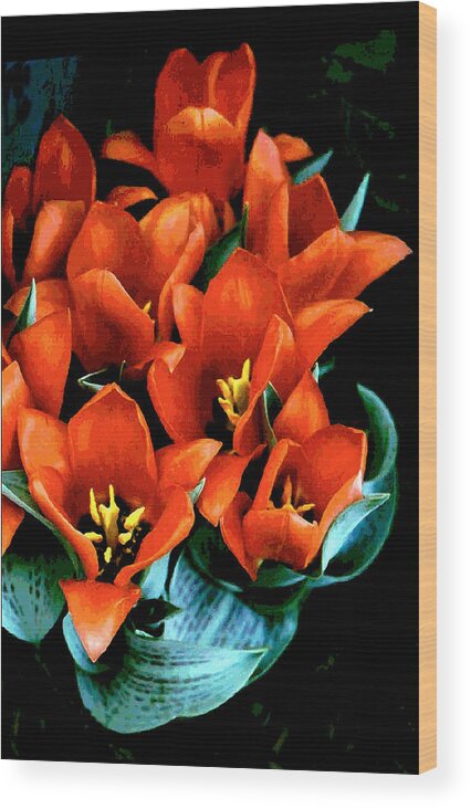 Tulips Wood Print featuring the photograph Red Ridinghood Tulips by Janis Senungetuk