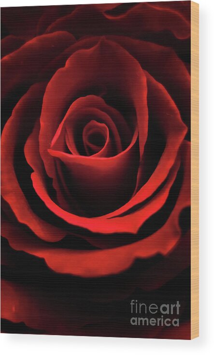 Rose Wood Print featuring the photograph Red rose by Mariusz Talarek