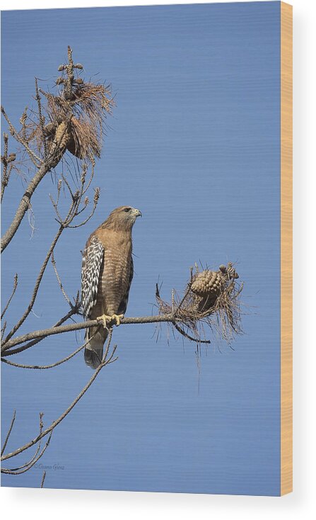 Red Wood Print featuring the photograph Red Shoulder Hawk by Deana Glenz