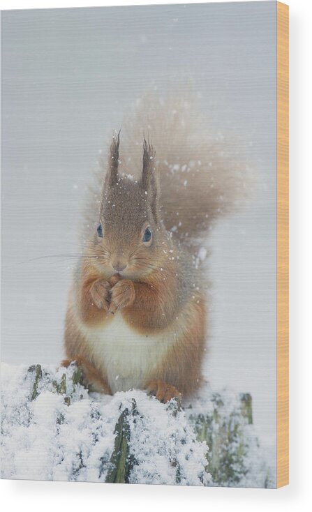 Red Wood Print featuring the photograph Red Squirrel With Snowflakes by Pete Walkden