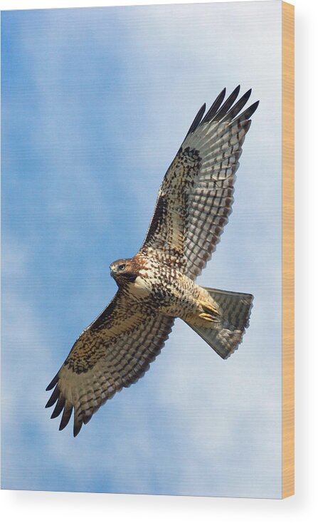 Hawk Wood Print featuring the photograph Red Tail Hawk by Randall Ingalls