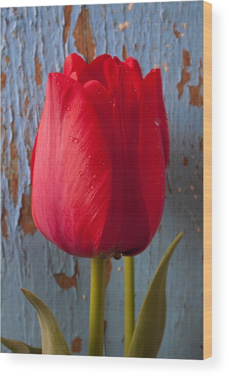 Red Wood Print featuring the photograph Red Tulip by Garry Gay