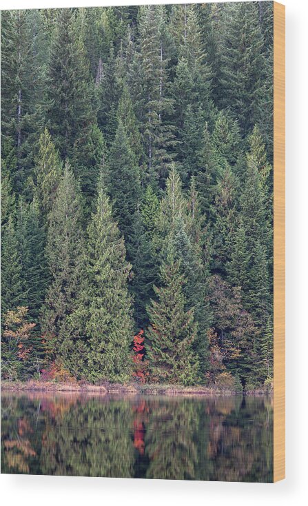 Fall Wood Print featuring the photograph Red Vine Maple by Michael Russell