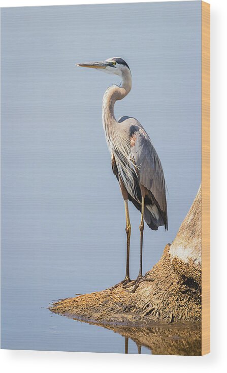 Ardea Herodias Wood Print featuring the photograph Regal Great Blue Heron by Dawn Currie