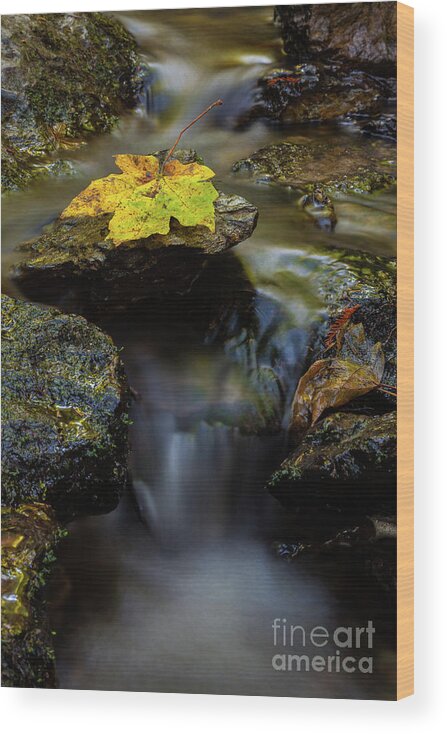 Stream Wood Print featuring the photograph Renewal by Mark Alder