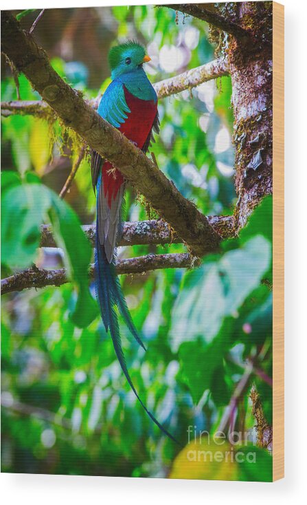 Tropical Wood Print featuring the photograph Resplendent Quetzal by Todd Bielby