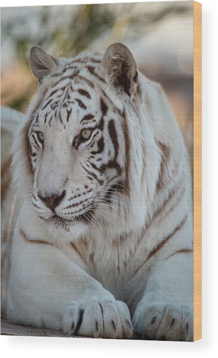 Animal Wood Print featuring the photograph Resting Tiger by Teresa Wilson