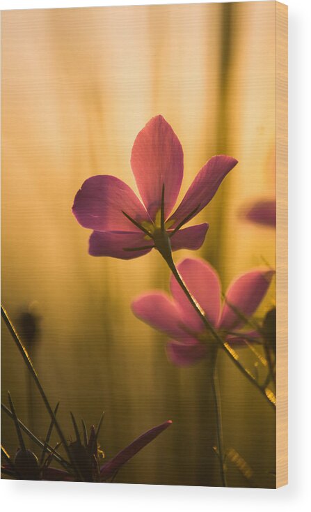 Flower Wood Print featuring the photograph Rich Beauty by Parker Cunningham