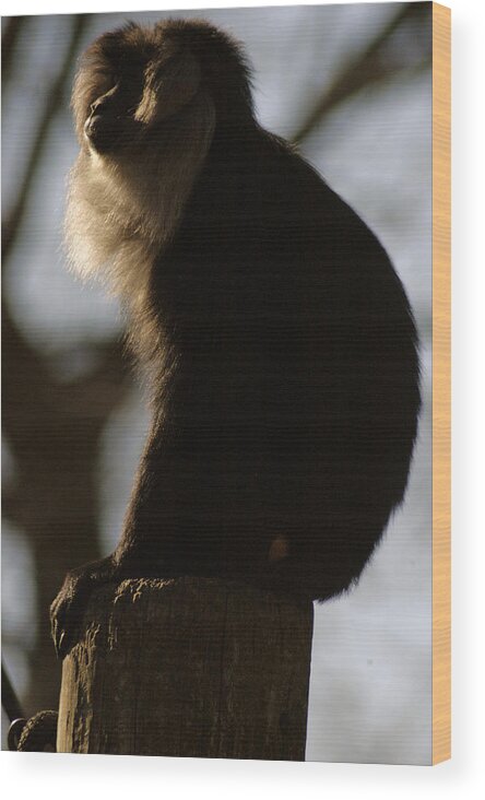 Memphis Zoo Wood Print featuring the photograph Rim Light by DArcy Evans