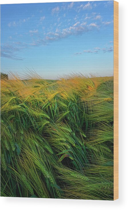 Barley Wood Print featuring the photograph Ripening Barley by Dan Jurak