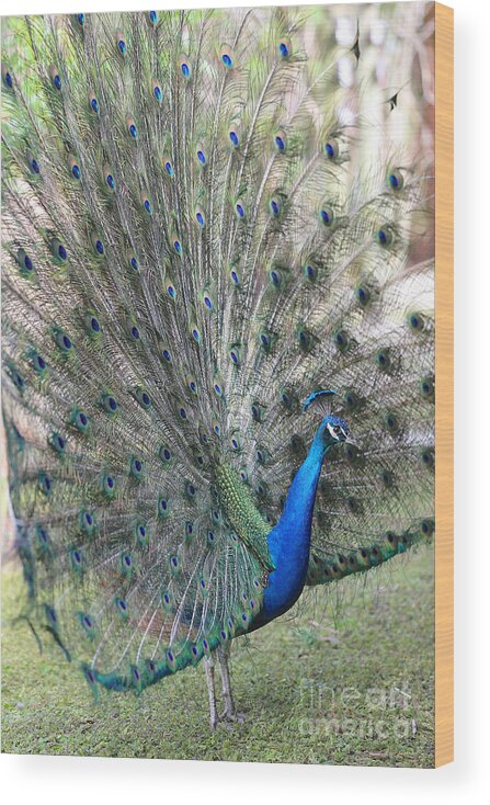 Peacock Wood Print featuring the photograph Rise and Shine Peacock by Carol Groenen