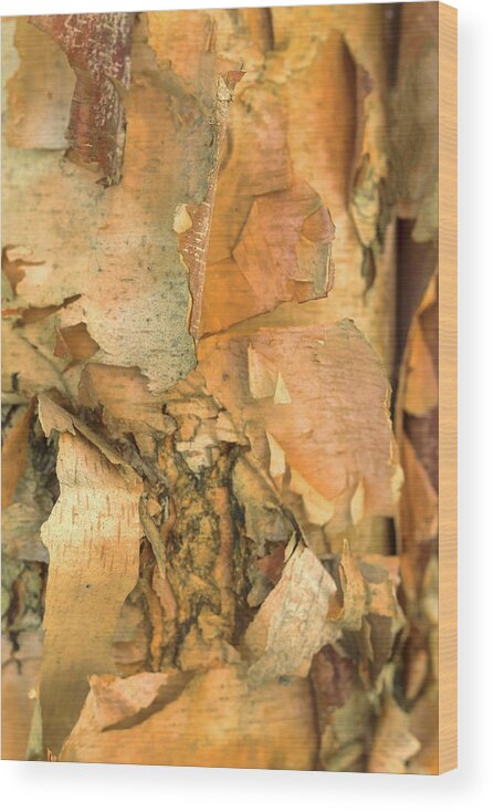 River Birch Tree Wood Print featuring the photograph River Birch by Tom Singleton