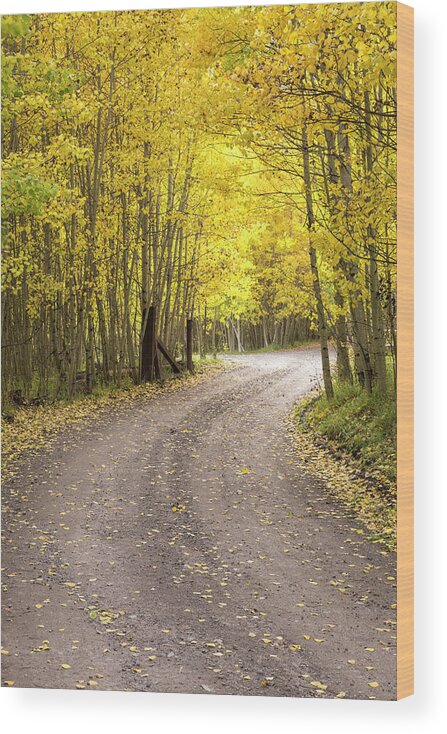 Autumn Wood Print featuring the photograph Road To Autumn by Denise Bush