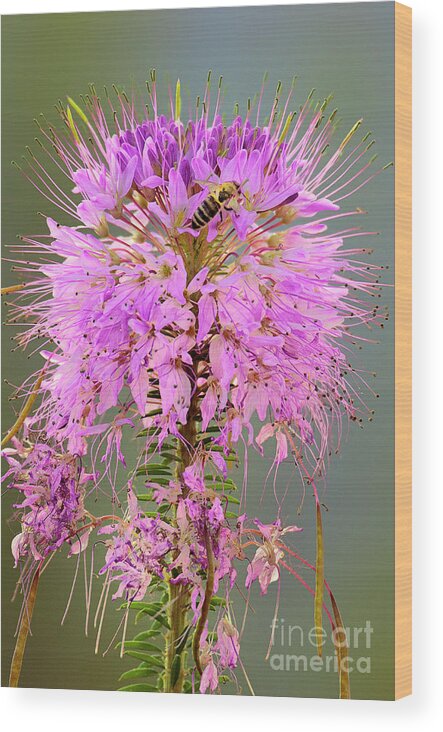 Dave Welling Wood Print featuring the photograph Rocky Mountain Beeplant Cleome Serrulata And Honey Bee by Dave Welling