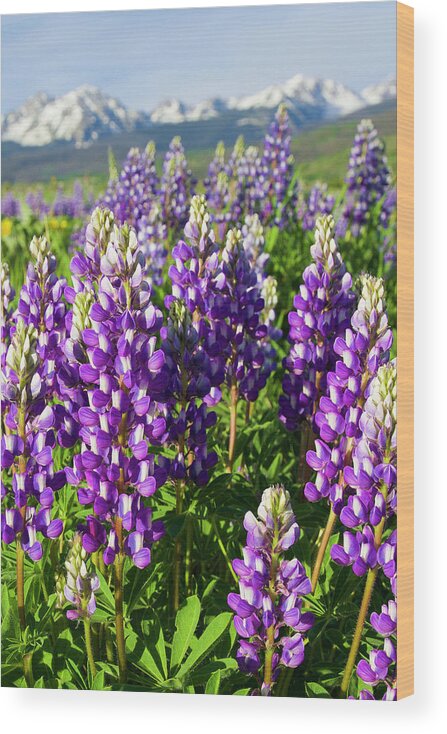 Lupine Wood Print featuring the photograph Rocky Mountain Lupines by Aaron Spong