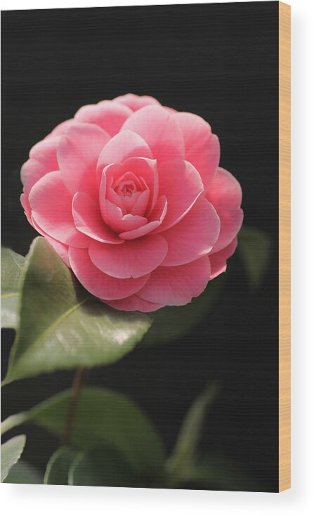 Romantic Wood Print featuring the photograph Romantic Camellia by Tammy Pool