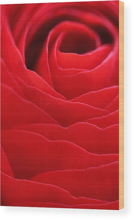 Rose Wood Print featuring the photograph Rose by Falko Follert