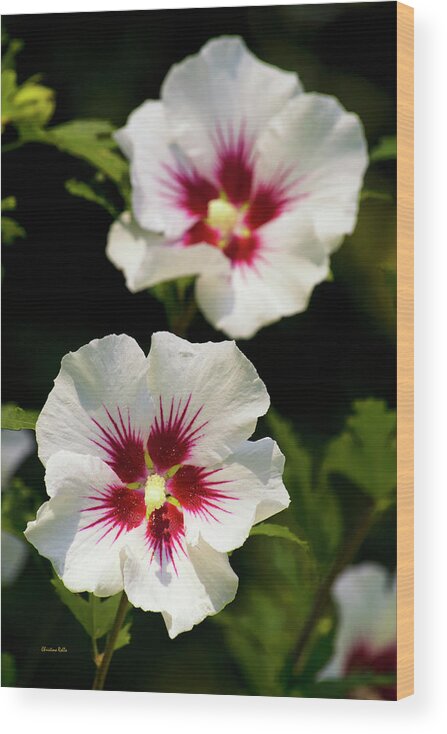 Hibiscus Wood Print featuring the photograph Rose of Sharon by Christina Rollo