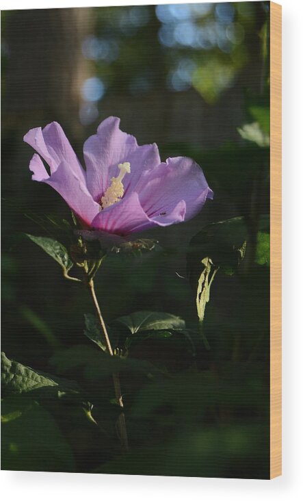Rose Of Sharon Side Wood Print featuring the photograph Rose of Sharon Side by Warren Thompson