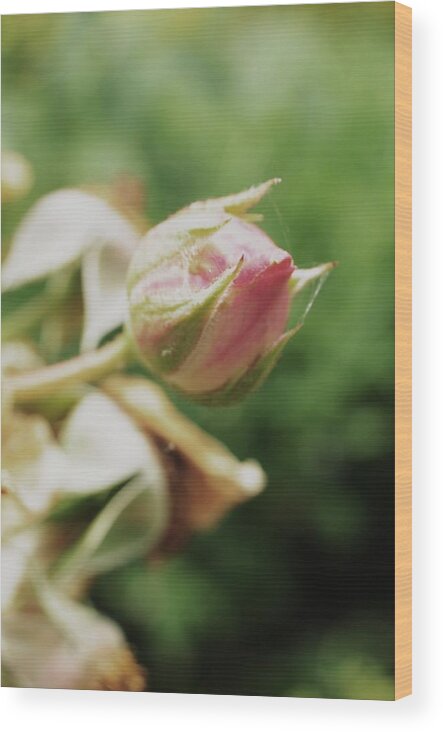 Rosebud Wood Print featuring the photograph Rosebud by Kate Bentley