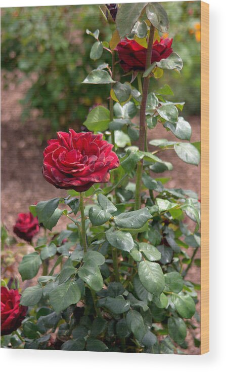 Roses Wood Print featuring the photograph Roses at Mission San Juan Capistrano by Brad Scott