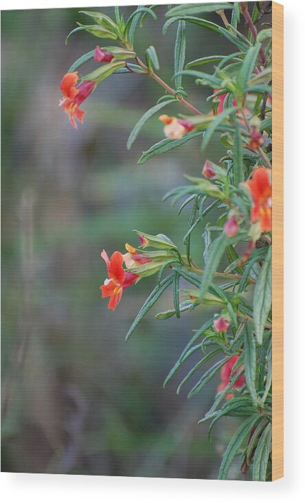 Red Wood Print featuring the photograph Ruby Throated Flowers by Jean Booth