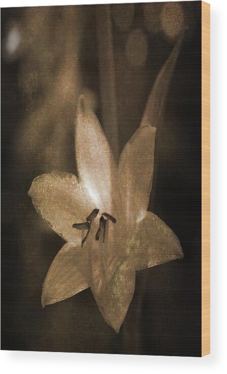 Bloom Wood Print featuring the photograph Rustic Bloom by Cheryl Charette