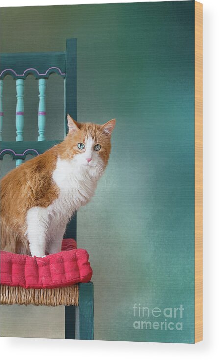 Blue Eyes Wood Print featuring the photograph Rusty by Susan Warren