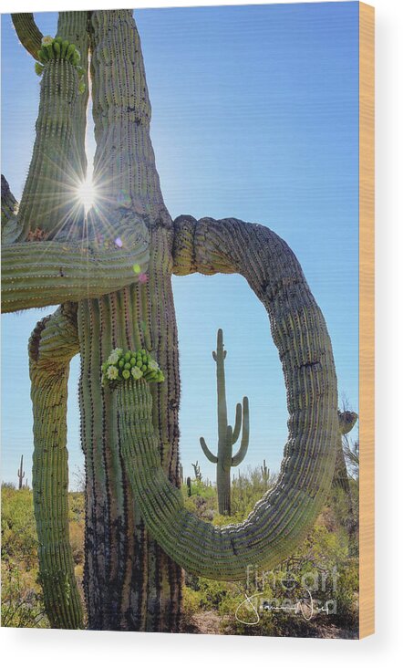 Blooms Wood Print featuring the photograph Saguaro Blooms with Burst of Light by Joanne West