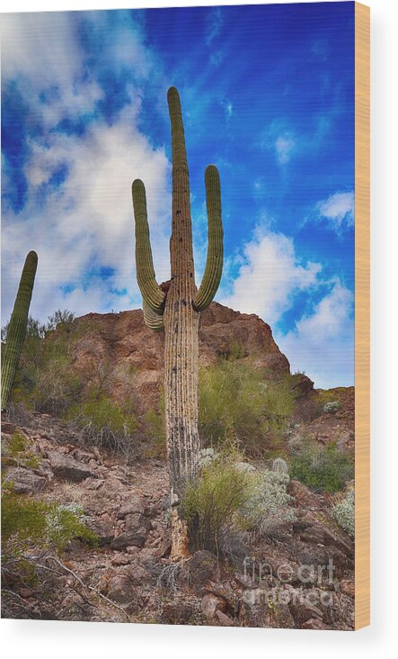 Sonoran Wood Print featuring the photograph Saguaro Cactus by Donna Greene
