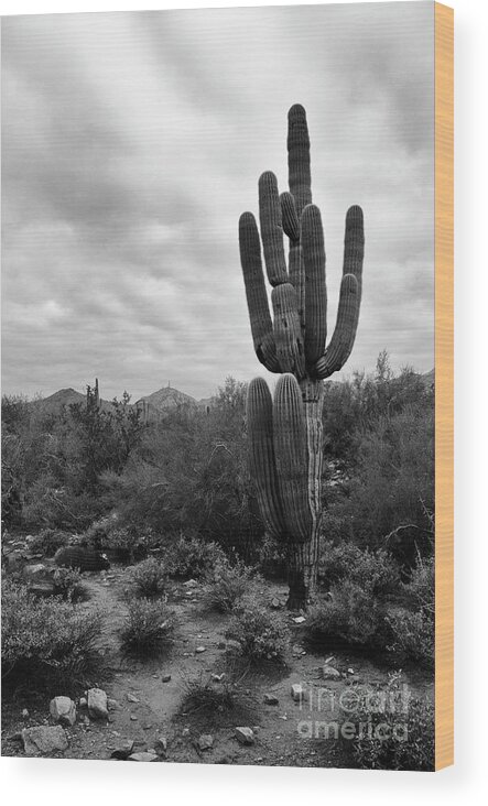 Saguaro Cactus Wood Print featuring the photograph Saguaro Cactus by Tamara Becker