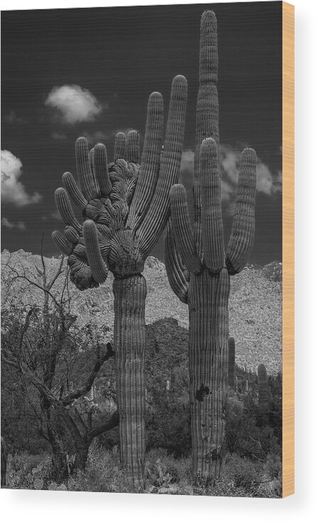 Sabino Canyon Wood Print featuring the photograph Saguaro Duo BW by Mark Myhaver