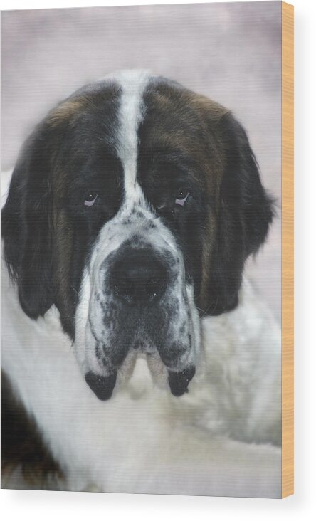 St Bernard Wood Print featuring the photograph Saint by DArcy Evans