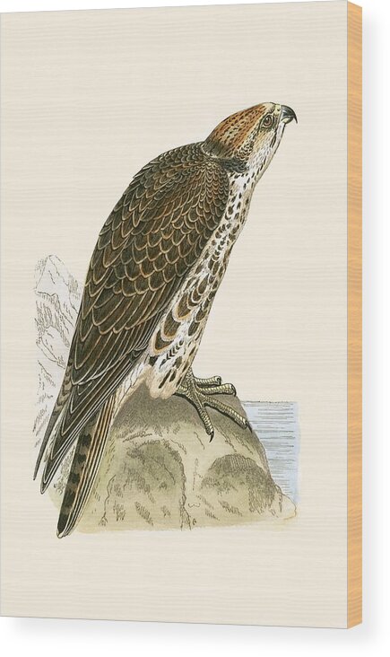 Ornithology Wood Print featuring the painting Saker Falcon by English School