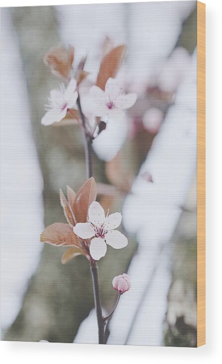 Cherry Blossom Wood Print featuring the photograph Sakura #234 by Desmond Manny