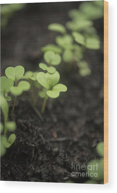 Salad Wood Print featuring the photograph Salad Leaves 003 by Clayton Bastiani