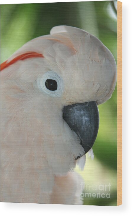 Aloha Wood Print featuring the photograph Salmon Crested Moluccan Cockatoo by Sharon Mau