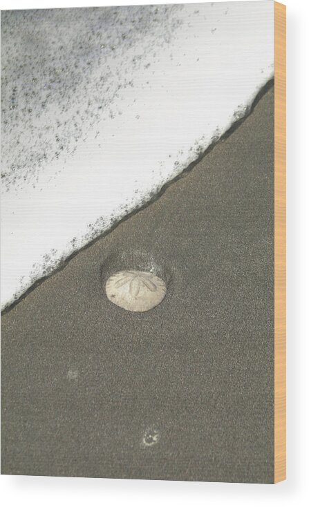 Sand Dollar Wood Print featuring the photograph Sand Dollar by Dr Janine Williams