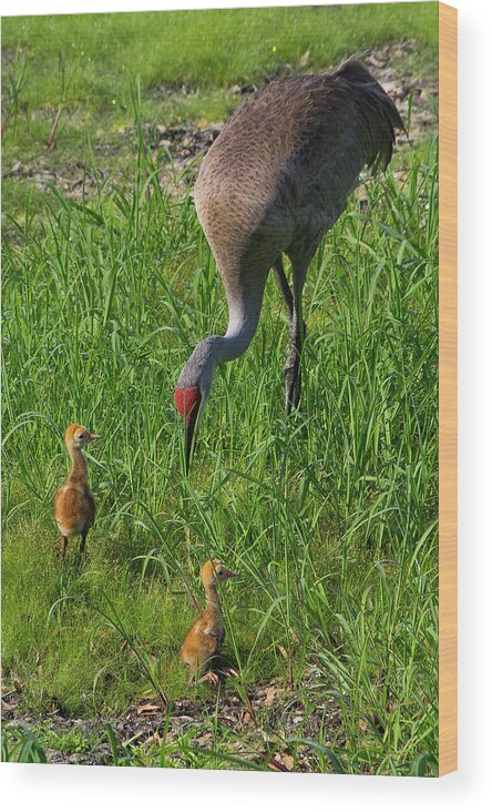 Sandhill Cranes Wood Print featuring the photograph Sandhill Crane and babies 2 by Richard Rizzo