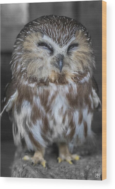 Owl Wood Print featuring the photograph Saw Whet Owl by John Meader