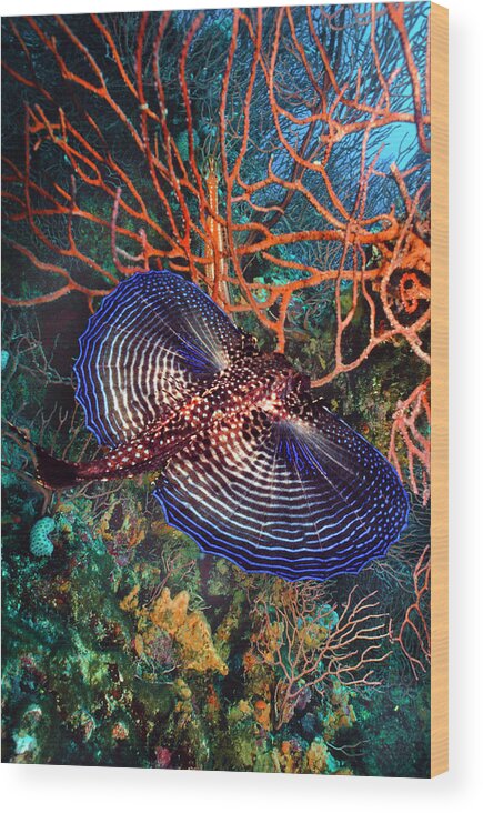 African Wood Print featuring the photograph Sea Robin The Flying Gurnard by Debra and Dave Vanderlaan