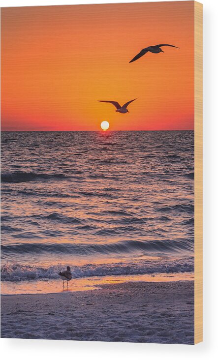 Beach Wood Print featuring the photograph Seagull Hat-Trick by Craig Szymanski