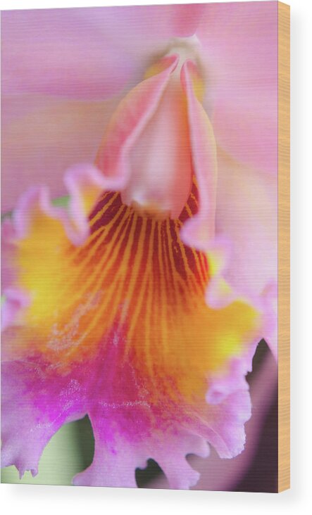 Cleveland Botanical Gardens Wood Print featuring the photograph Sensual Floral by Stewart Helberg