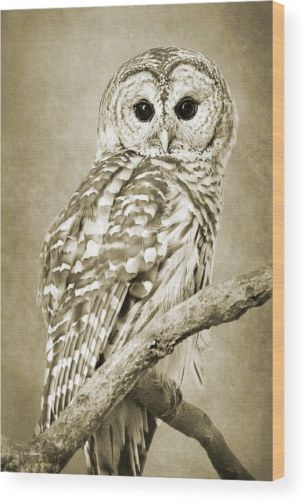 Owl Wood Print featuring the photograph Sepia Owl by Christina Rollo
